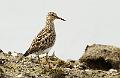 Alaskasnipe - Pectoral sandpiper (Calidris melanotos)